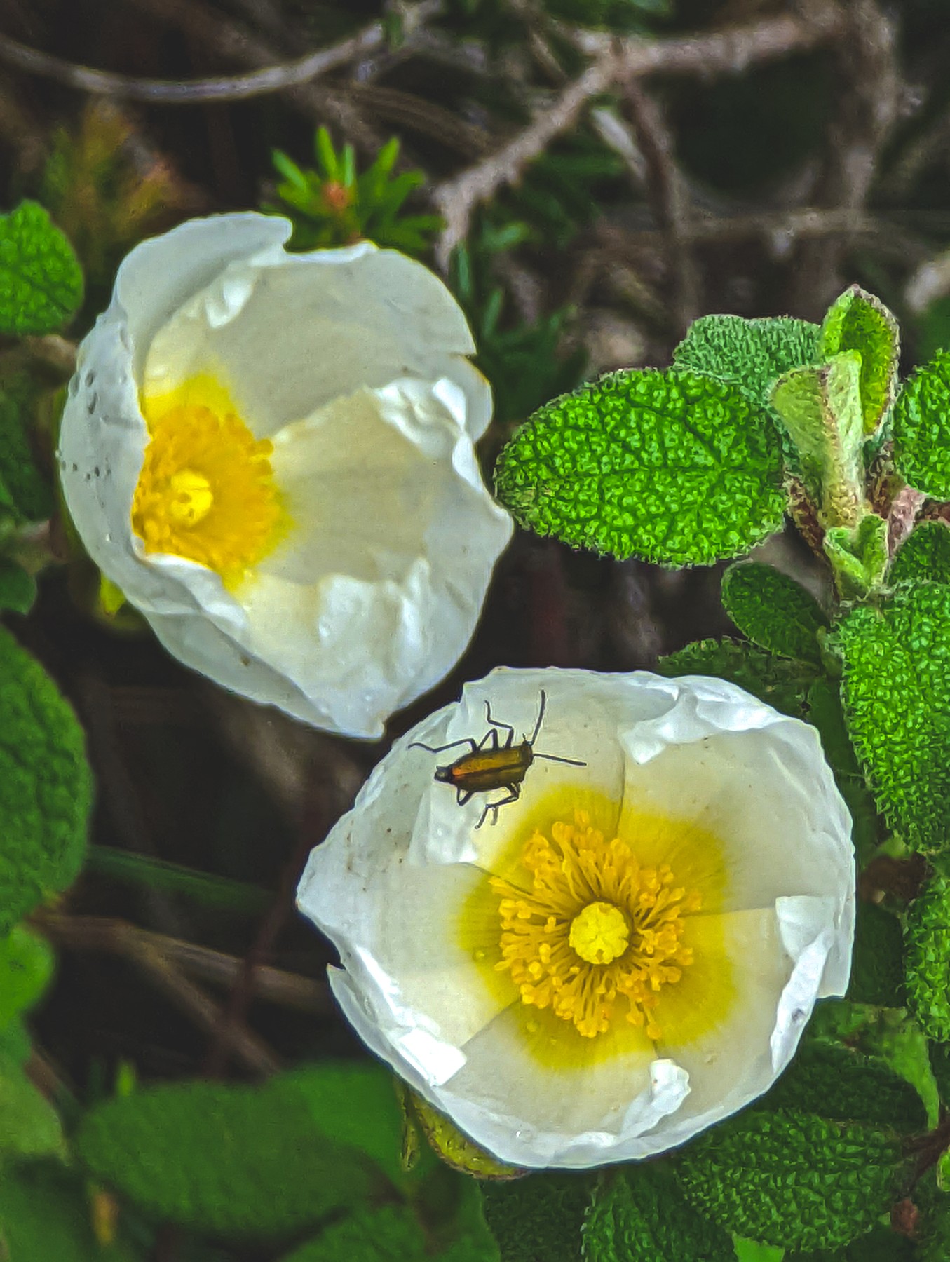 Local hiking Marxuquera